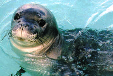 protection-mediterranean-seal